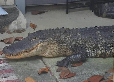 Mujer encuentra a caimán de dos metros frente a su casa en Texas