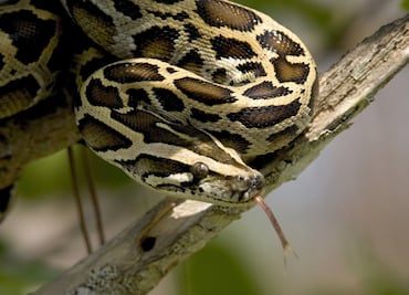 Una mujer de Florida encuentra una pitón en su lavadora