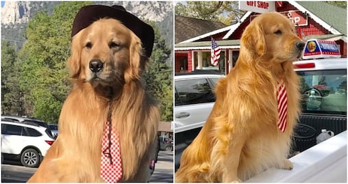 Él es Max II, el tierno perro “alcalde” de Idyllwild, California