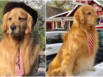 Él es Max II, el tierno perro “alcalde” de Idyllwild, California