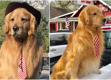 Él es Max II, el tierno perro “alcalde” de Idyllwild, California