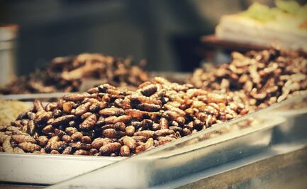 Gusanos de harina, la novedosa comida que llega a restaurantes europeos