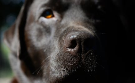 Hombre dispara 9 veces a perrito que perseguía a ardilla en su patio trasero 