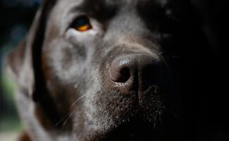 Hombre dispara 9 veces a perrito que perseguía a ardilla en su patio trasero