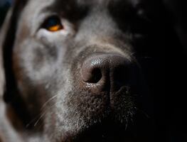 Hombre dispara 9 veces a perrito que perseguía a ardilla en su patio trasero