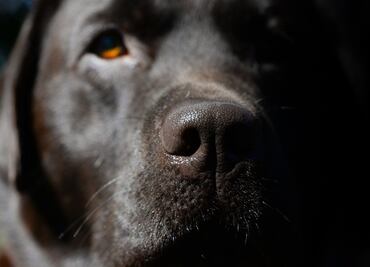 Hombre dispara 9 veces a perrito que perseguía a ardilla en su patio trasero