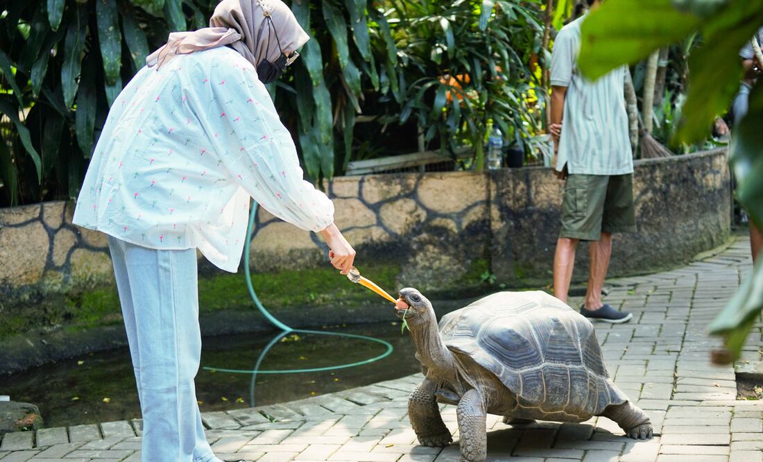 Mueren 8 niños y 1 adulto luego de comer carne de tortuga. Foto iStock / tri mintarjo