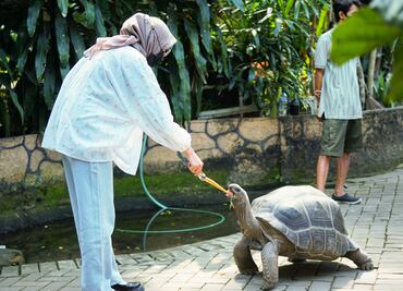 Mueren 8 niños y 1 adulto luego de comer carne de tortuga, ¿cuáles son los riesgos?
