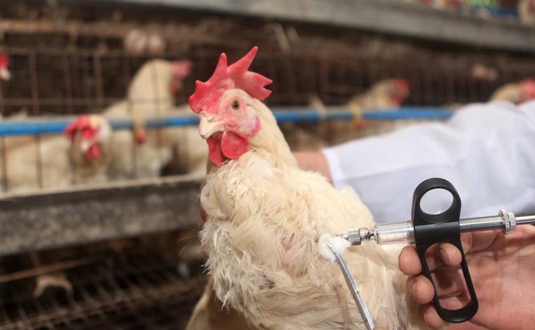 Gripe aviar en México. Brotes de H5N2 en aves de corral en Edomex y Michoacán desde marzo. Foto: EFE