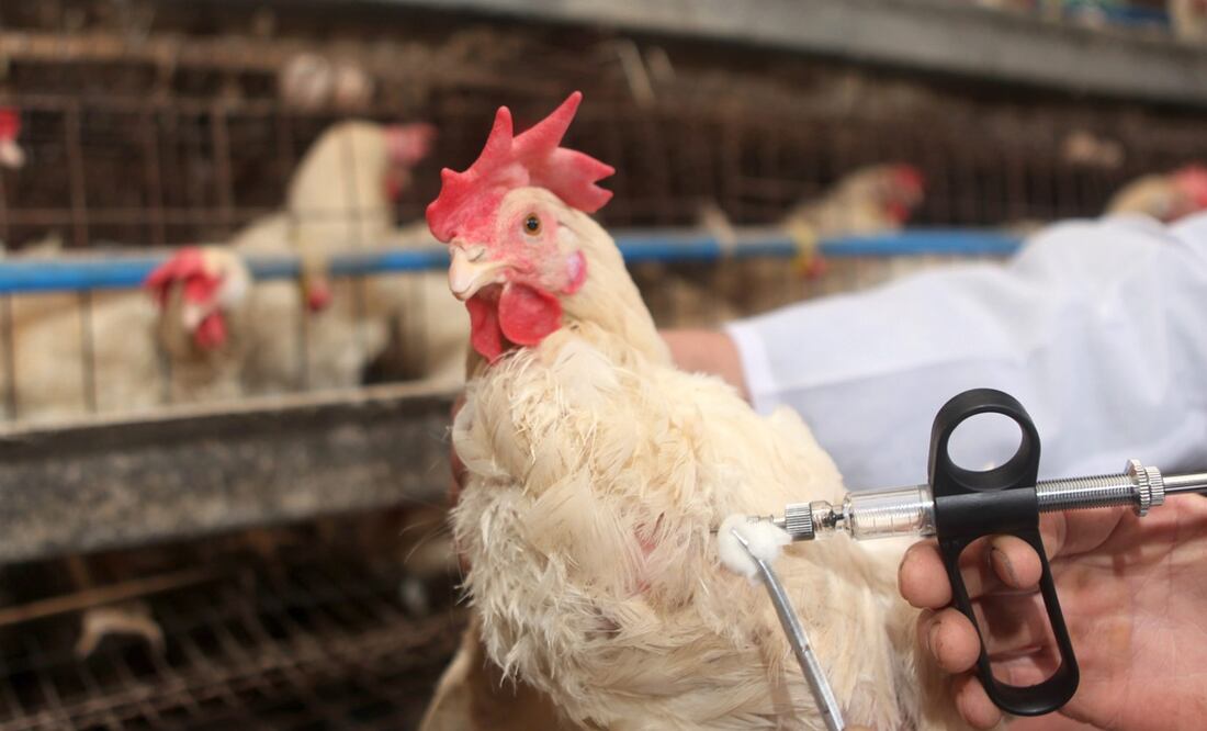Gripe aviar en México. Brotes de H5N2 en aves de corral en Edomex y Michoacán desde marzo. Foto: EFE
