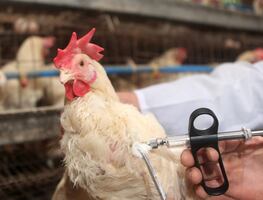 ¿Qué es la gripe aviar, cuáles son sus síntomas y cómo se transmite?