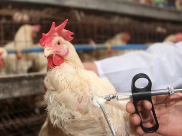 Gripe aviar en México. Brotes de H5N2 en aves de corral en Edomex y Michoacán desde marzo