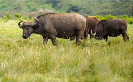 Experto cazador mexicano muere al ser embestido por un búfalo