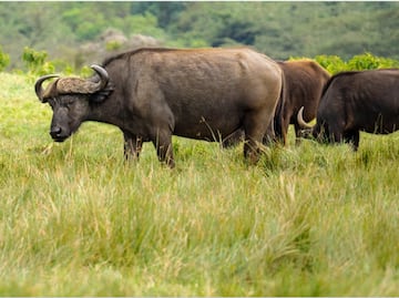 Experto cazador mexicano muere al ser embestido por un búfalo
