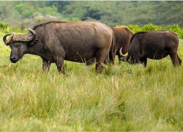 Experto cazador mexicano muere al ser embestido por un búfalo