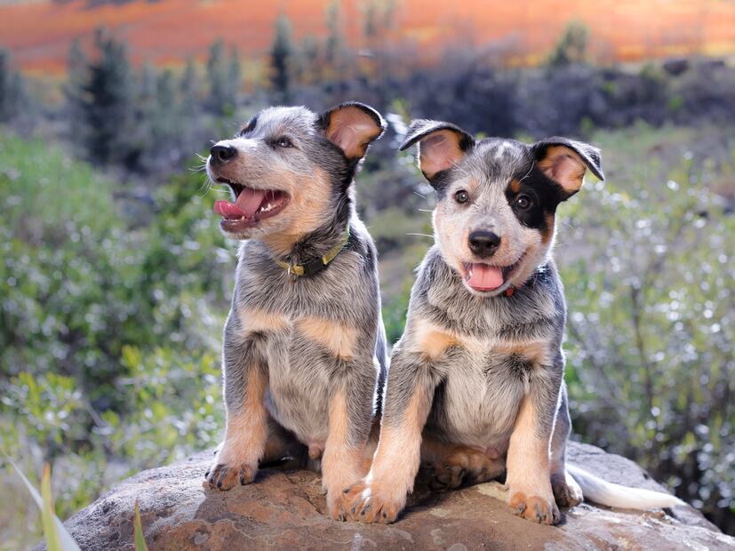 ¿Qué tipo de perro es el personaje Bluey? Esto debes saber de la raza boyero australiano. Foto: iSTOCK- Madelein_Wolf