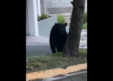 Videos. Captan a osos por calles de Monterrey