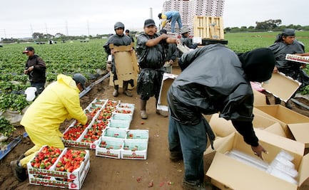 10 estados de EU donde contratan más migrantes para el campo 