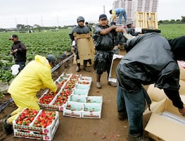 10 estados de EU donde contratan más migrantes para el campo