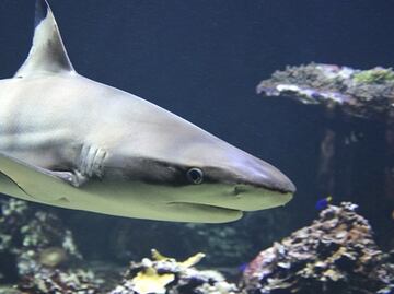 Mujer sobrevive tras ser mordida por tiburón en Hawái