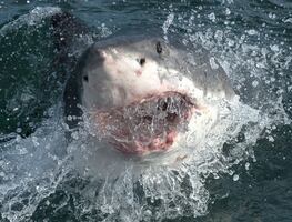 Viral. Tiburones amenazan a barco; pescadores quedan aterrorizados