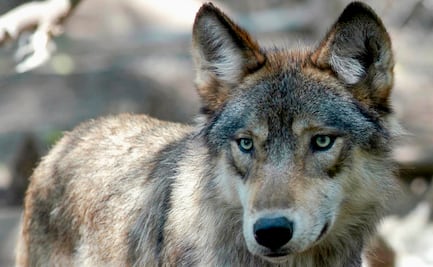 Detectan nueva manada de lobos grises en California un siglo después de virtual exterminio