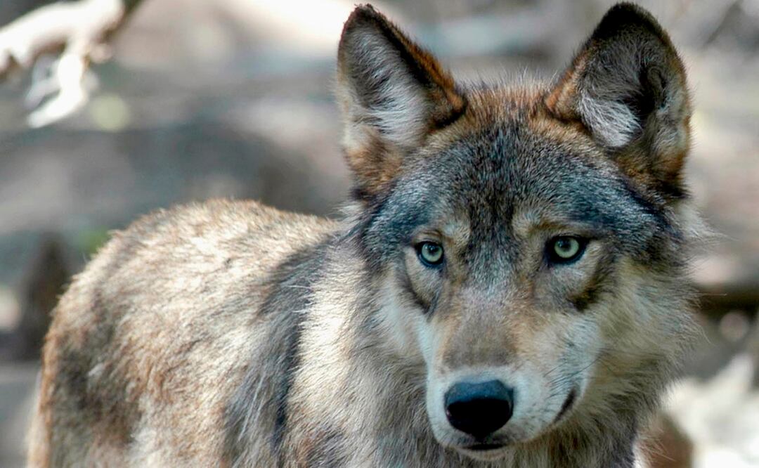 Lobo gris. (AP Photo/Dawn Villella, File)