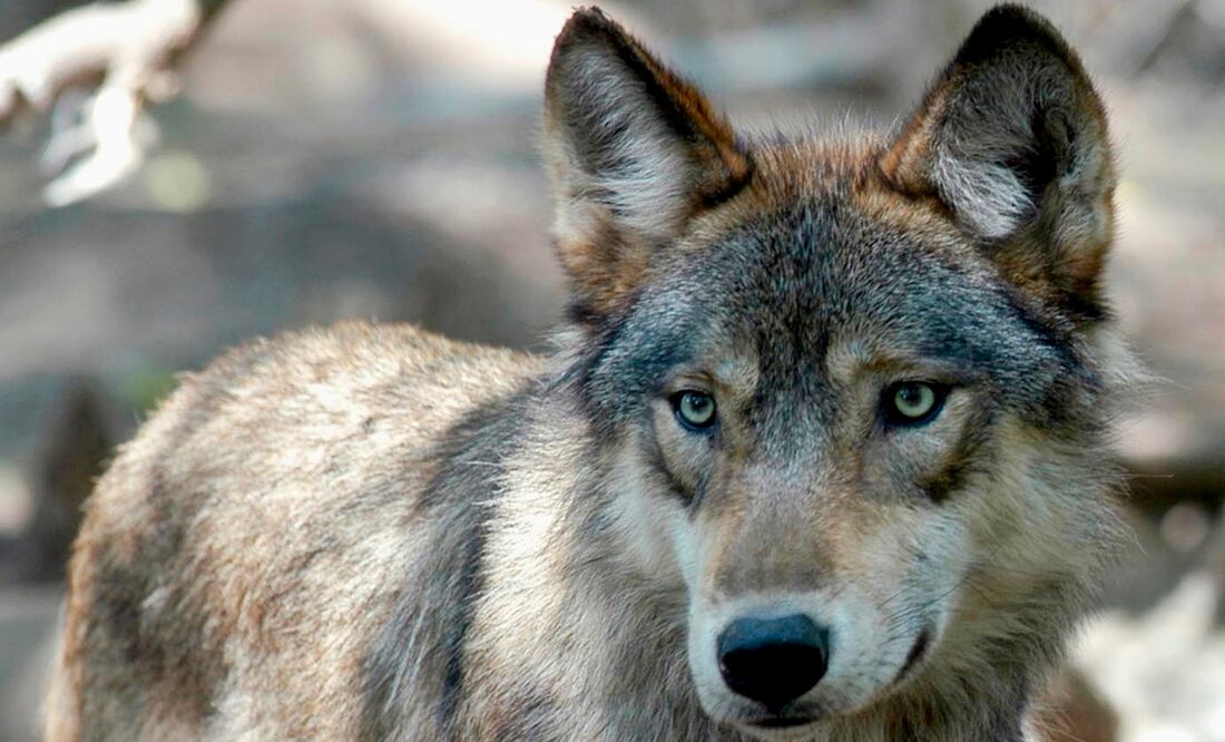 Mujer es herida de gravedad en ataque de lobos. Foto: AP