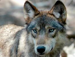 Mujer es herida de gravedad en ataque de lobos