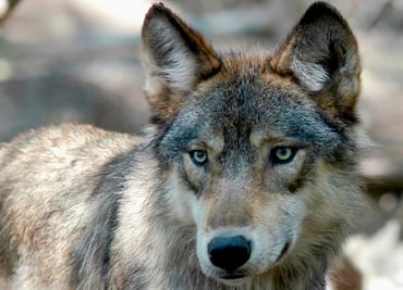 Detectan nueva manada de lobos grises en California un siglo después de virtual exterminio