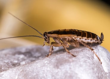 Nombra a una cucaracha o rata de zoológico como tu ex este 14 de febrero