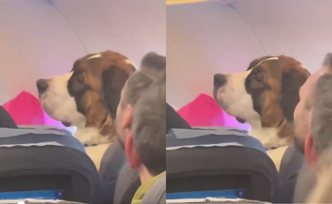 Critican a perro por viajar en asiento de avión y desata debate en redes: ¿Incomoda a los pasajeros? Foto: Captura X