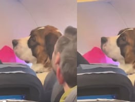 Critican a perro por viajar en asiento de avión: ¿Incomoda a los pasajeros?