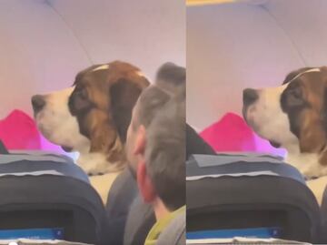 Critican a perro por viajar en asiento de avión: ¿Incomoda a los pasajeros?