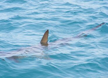 Tiburón mata a hombre que surfeaba en playa de California
