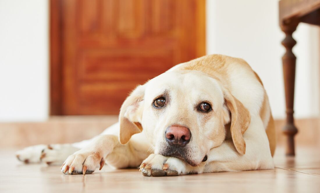 ¿Perros sufren ante la muerte de sus dueños? iStock/ Chalabala