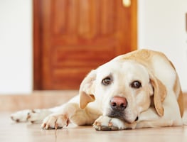 ¿Los perros sufren ante la muerte de su dueño? Esto dice la Universidad de Harvard