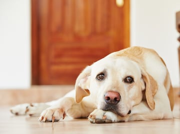 ¿Los perros sufren ante la muerte de su dueño? Esto dice la Universidad de Harvard