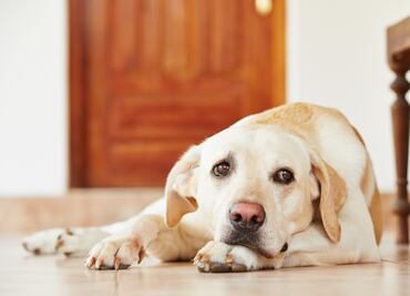 ¿Los perros sufren ante la muerte de su dueño? Esto dice la Universidad de Harvard