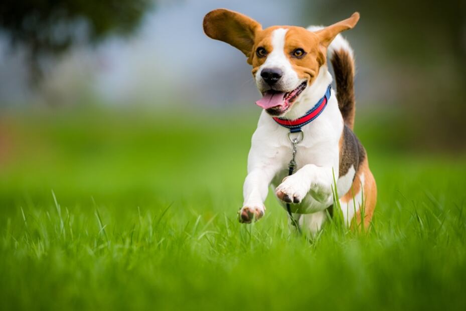 Estas son 8 razas de perros ruidosas, según los expertos. ¿Tienes una de ellas? Foto: iSTOCK-Przemysław Iciak