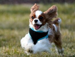 ¿Cuándo un perro deja de ser cachorro, según los especialistas?