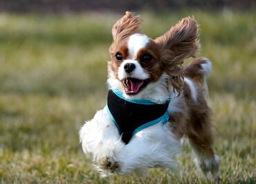 ¿Cuándo un perro deja de ser cachorro, según los especialistas?