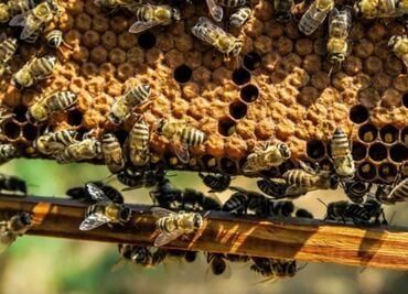 Roban 60 mil abejas de campos polinizadores de Pensilvania