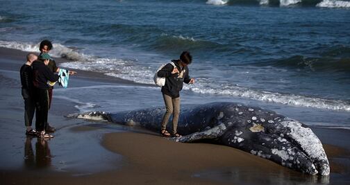 Encuentran tercera ballena gris muerta en Alaska 