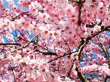 Los sitios más bonitos para ver los cerezos en Nueva York