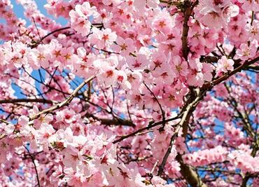 Los sitios más bonitos para ver los cerezos en Nueva York