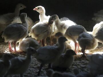 Gripe aviar en Colorado. Lo que se sabe del primer caso en una persona