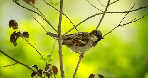 Alerta en EU y Canadá por desaparición de 3 millones de aves