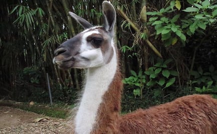 Sistema inmunitario de la llama podría proteger del SARS-CoV-2 y 18 virus más