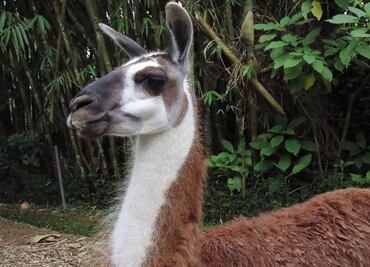 Sistema inmunitario de la llama podría proteger del SARS-CoV-2 y 18 virus más